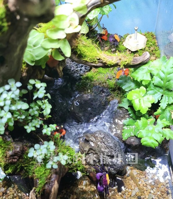 恶魔蟹苏拉威西恶魔蟹观赏蟹吸血鬼宠物蟹溪蟹雨林缸饲养桌宠易养 - 图0