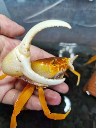 勾手蟹观赏蟹南海溪蟹寄居蟹淡水紫地蟹印支蟹蓝尖肢豹点蟹蝴蝶蟹 - 图2