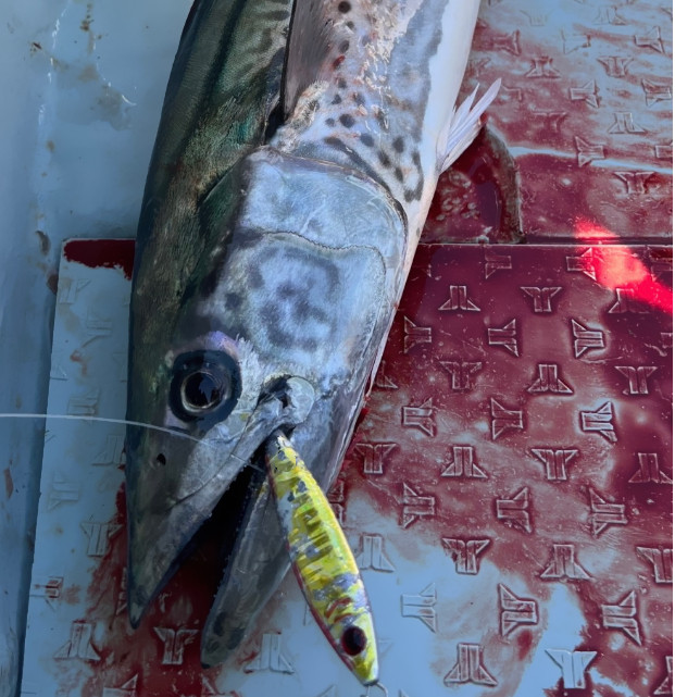 抽技旋转亮片铁板饵 马鲛鲅鱼专攻海钓小胖子船钓岸投慢摇路亚饵,淘宝优惠券,粉丝福利购,淘宝优惠卷