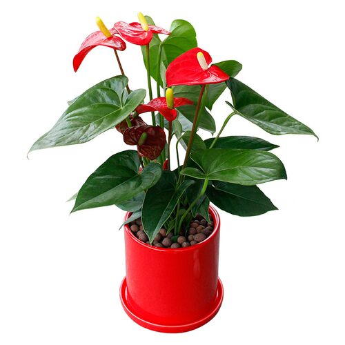 前台白掌红掌盆栽粉掌盆景开业办公桌面开花室内花卉小型植物 - 图3