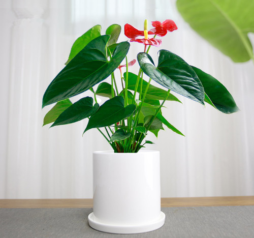 前台白掌红掌盆栽粉掌盆景开业办公桌面开花室内花卉小型植物 - 图1