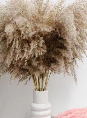 纯天然芦苇干花家居装饰品插花