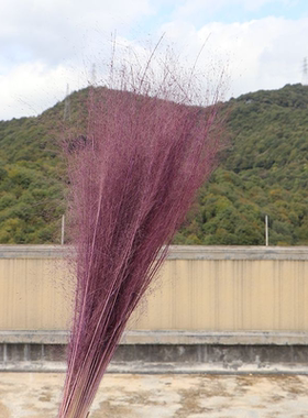 粉黛乱草子干花束天然植物材料