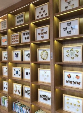 蝴蝶标本工艺品家装科普展览送礼