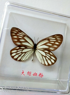 蝴蝶标本工艺品家装科普展览送礼