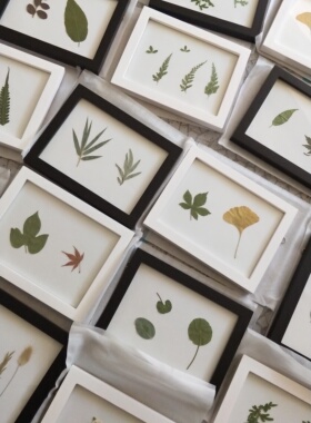 植物标本创意礼物工艺品科普展览展示送礼定制家装装饰画摆件百种