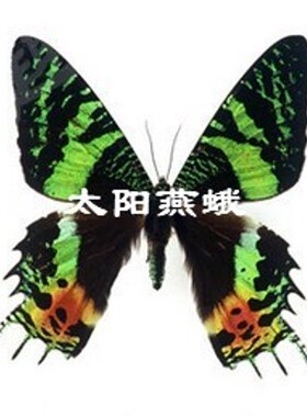 蝴蝶标本工艺品家装科普展览送礼