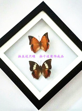 蝴蝶标本工艺品蛱科普展览送礼