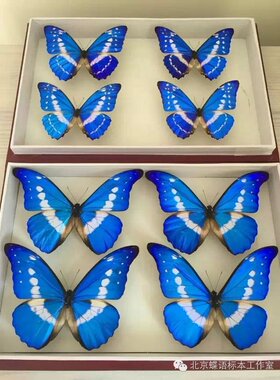 蝴蝶标本工艺品家装科普展览送礼