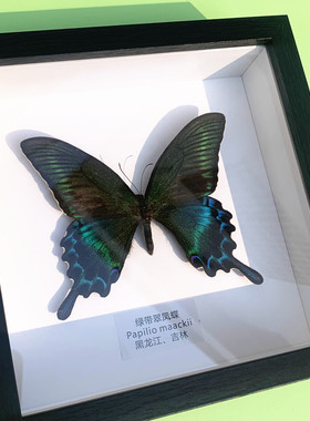 真蝴蝶标本相框式摆件