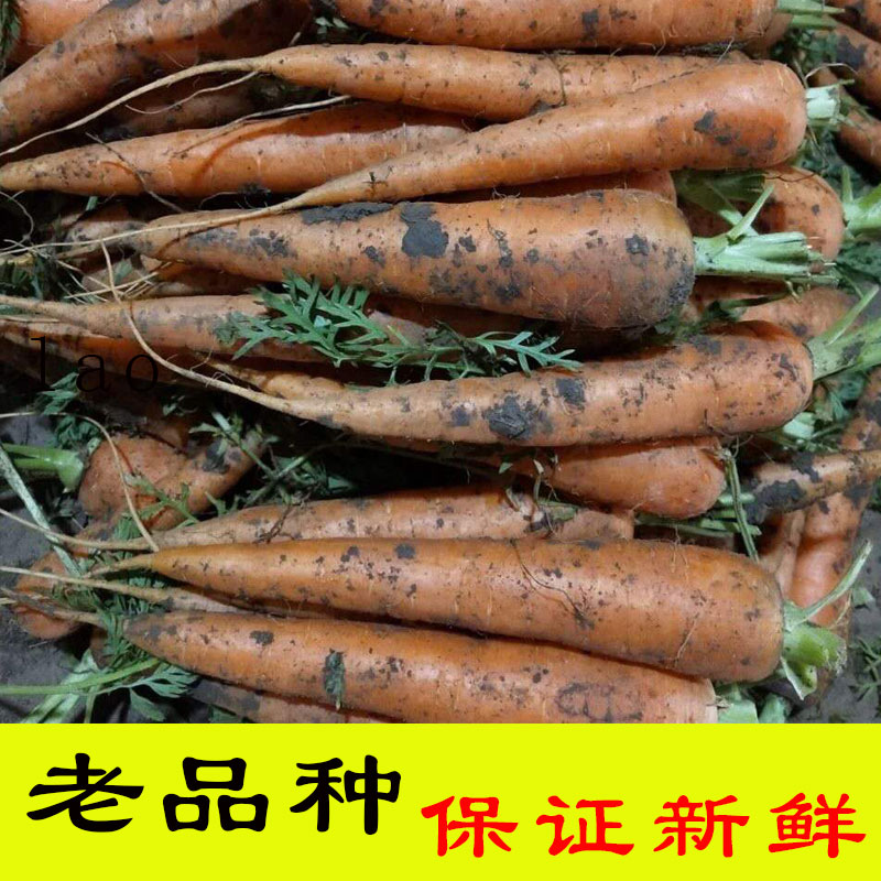 老品种非转基因的胡萝卜水果萝卜新鲜蔬菜宝宝辅食红萝卜现挖带土 - 图0