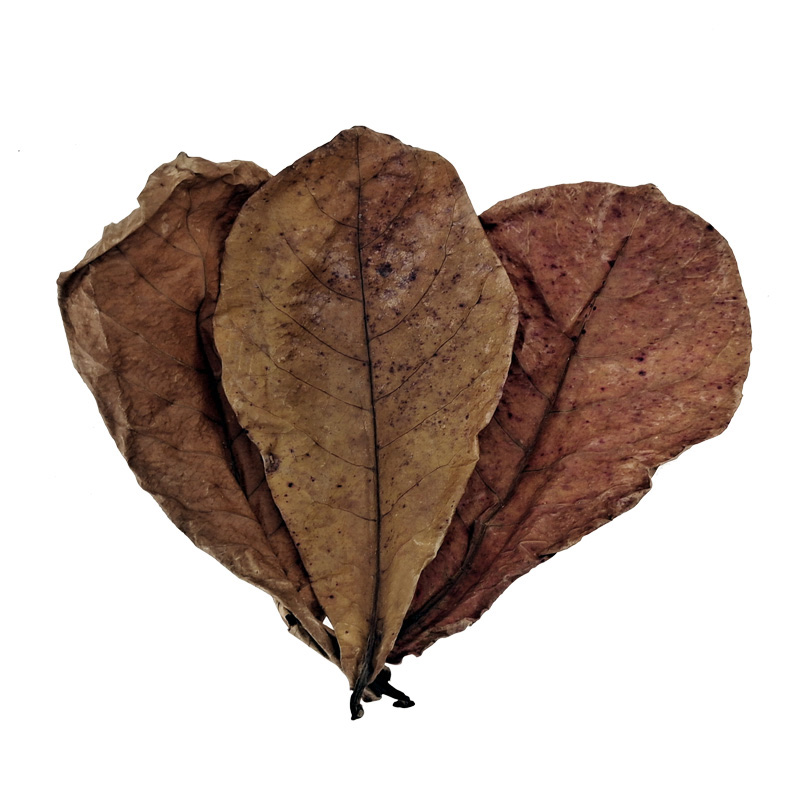 榄仁叶鱼缸造景装饰南美缸黄水缸黑水降酸降低PH值懒人叶橄榄叶 - 图3