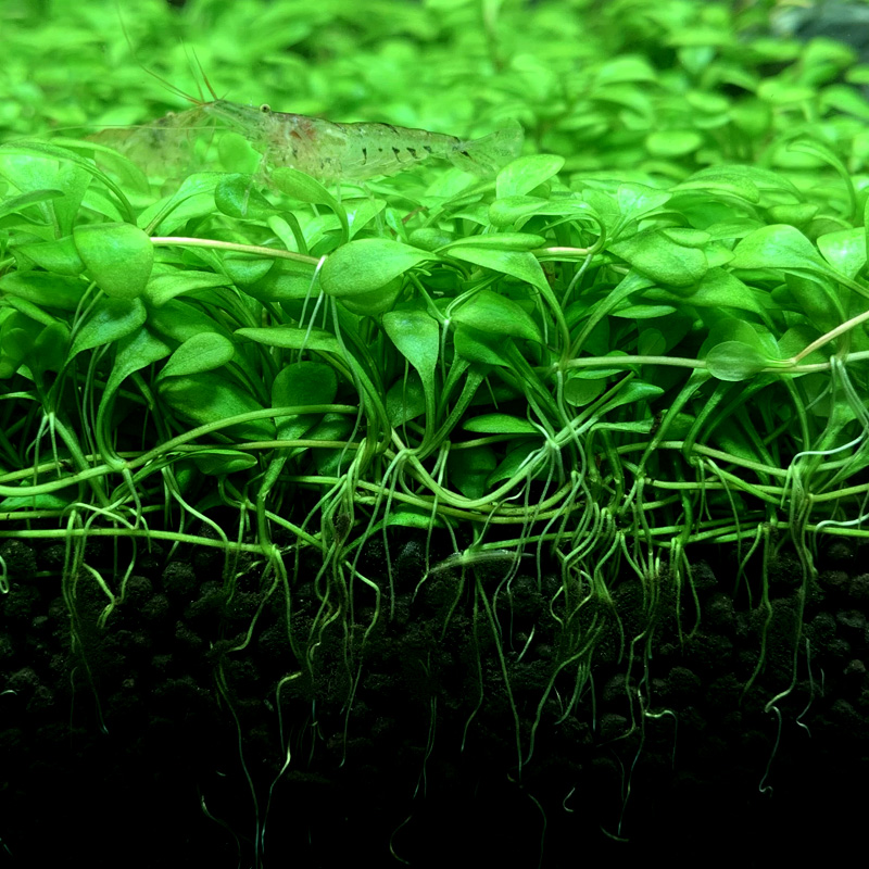 牧鱼水草泥草缸水族箱造景亚马逊ADA水草泥鱼缸底沙陶粒造景套餐 - 图1