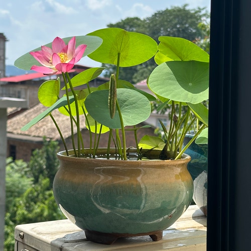 多款大号无孔盆碗莲专用盆深莲花盆睡莲一叶莲缸铜钱草复古陶瓷盆 - 图1