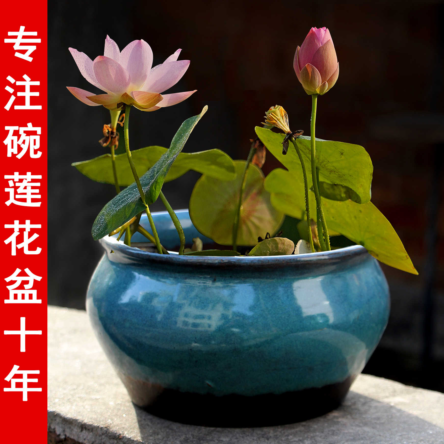 莲花盆金鱼 新人首单立减十元 22年3月 淘宝海外