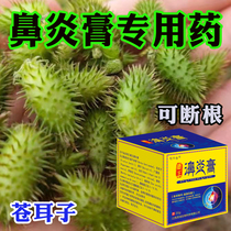 Rhinitis Paste Miaojia Goose without grass radical Allergic Rhinosinusitis Rhinosinusitis Rhinocera Hypertrophy Special Medicine