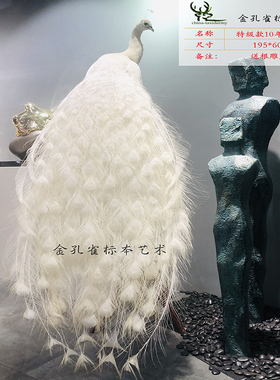 11年老店专业标本大师主理真孔雀标本白孔雀花孔雀开屏孔雀摆件
