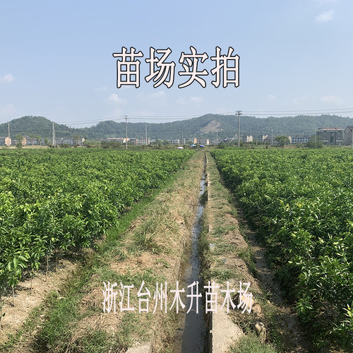 涌泉蜜桔苗浙江正宗嫁接宫川无核早熟柑橘橘子果树苗庭院带土发货 - 图1