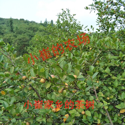江西农家自榨山茶油纯正土茶油月子油油茶籽油木子油山茶籽食用油 - 图1