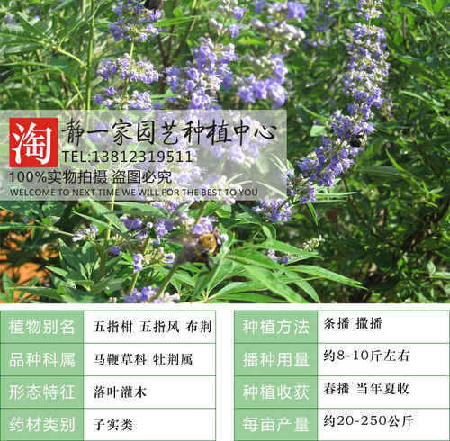 黄荆种子 五指柑布荆子牡荆子 白毛黄荆 小叶荆种子药材种子批发 - 图0