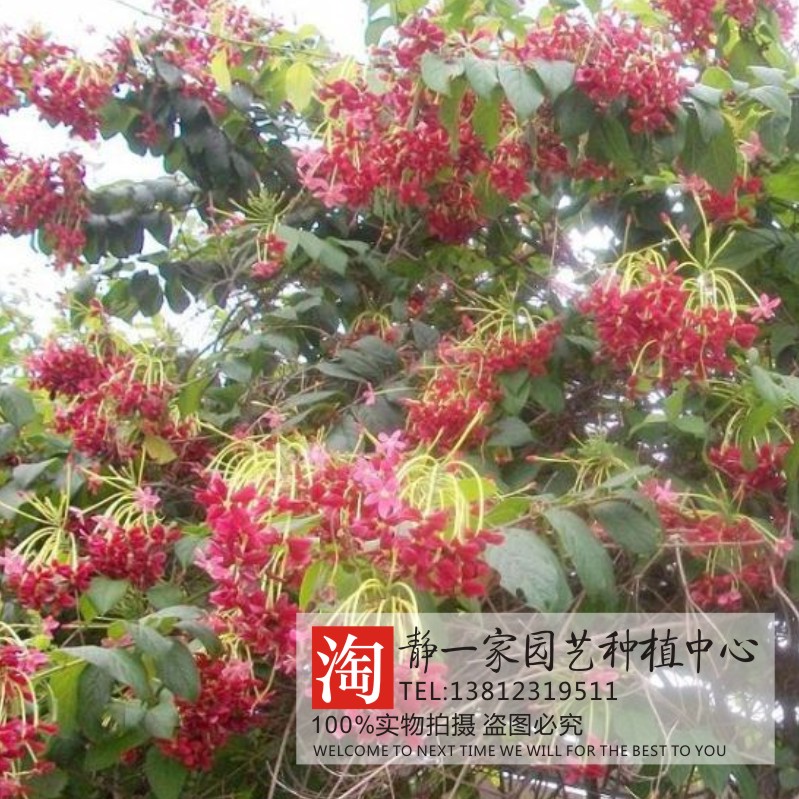 药材花卉种子批发使君子种子芳香植物种子 留求子 史君子 五梭子 - 图0