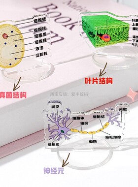 生物知识点透明亚克力立牌摆件