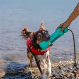 Дорожное фрисби, игрушка, США, домашний питомец