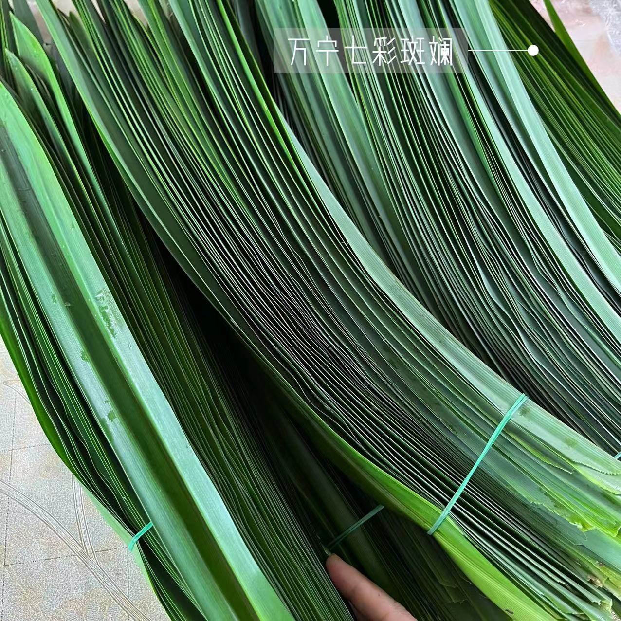 海南新鲜天然斑斓香兰叶蛋糕点糯米饭甜品原料泡沫箱冰袋保鲜包邮,淘宝优惠券,粉丝福利购,淘宝优惠卷