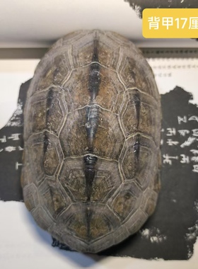 天然完整干净乌龟壳客厅中式