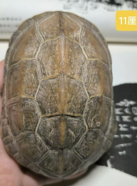 龟趣天然完整真乌龟壳文玩盘玩手把件龟甲家居客厅摆件桌面中式