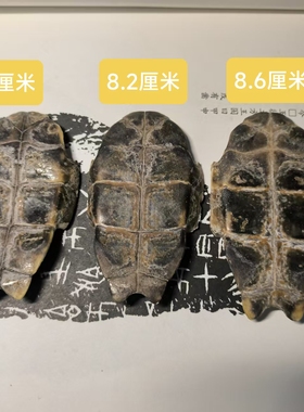 龟趣天然龟骨龟腹甲漂亮手工DIY