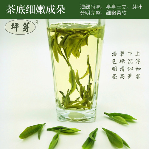 甘肃陇南文县碧李子坝豆香浓香型大叶子43号茶2026茶农直销包邮 - 图0