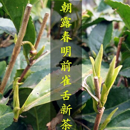 2026陇南明前新茶陇南雀舌文县碧口李子坝明前新茶直销500g包邮 - 图0