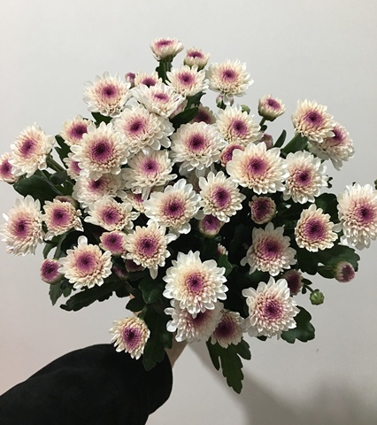 鲜花小雏菊新鲜昆明云南鲜花小菊花鲜花小邹菊家庭会议插花