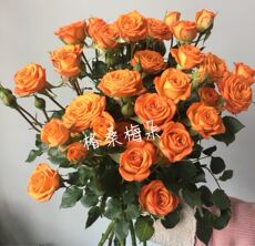 Цветы Экспресс (город) 新鲜鲜花多橙玫瑰橙玫瑰a级多橙泡泡玫瑰10支/扎空运全国 Kelsang Mei