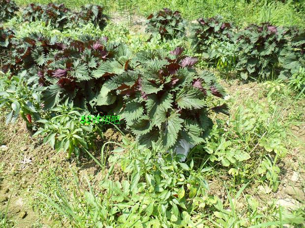 丽水龙泉紫苏叶紫苏紫苏干去腥烧鱼虾蟹100克新货土特产 - 图2