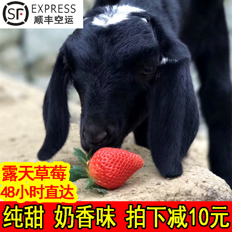 露天红颜大草莓牛奶巧克力当季新鲜奶油水果3斤包邮凉山非5丹东99