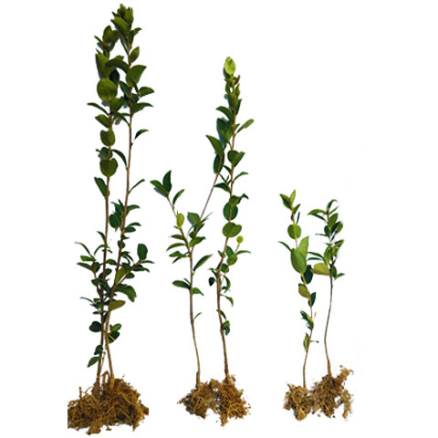 江西高产嫁接油茶苗良种油茶树苗长林系矮化杂交茶籽红皮大果白花 - 图3