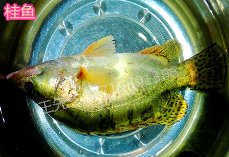 桂鱼苗成鱼批发 草红鲫锦鲤鱼 青鱼鲈鱼武昌鱼花鲢鱼桂鳜鱼 - 图3