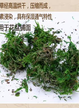 天然烘干乌龟爬虫冬眠植物青苔