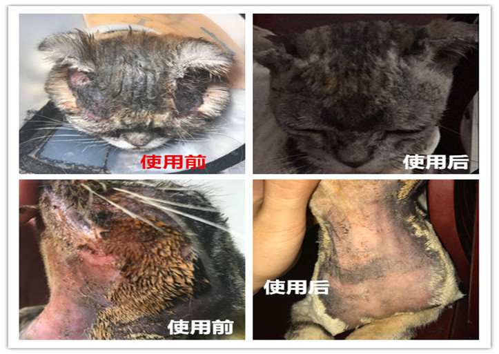 皮普特喷剂猫藓外用药猫咪狗癣真菌皮炎皮肤病专用药肤非普安特 - 图1