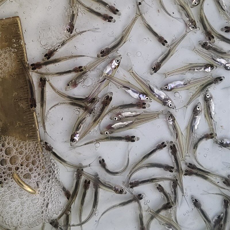 重庆发货 翘嘴鱼苗翘嘴鲌白鱼苗刁子鱼米翘壳淡水路亚用翘壳鱼苗