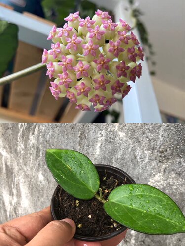 球兰盆栽小苗集合阳台室内观叶观花懒人植物盆栽易养爬藤垂吊绿植-图3