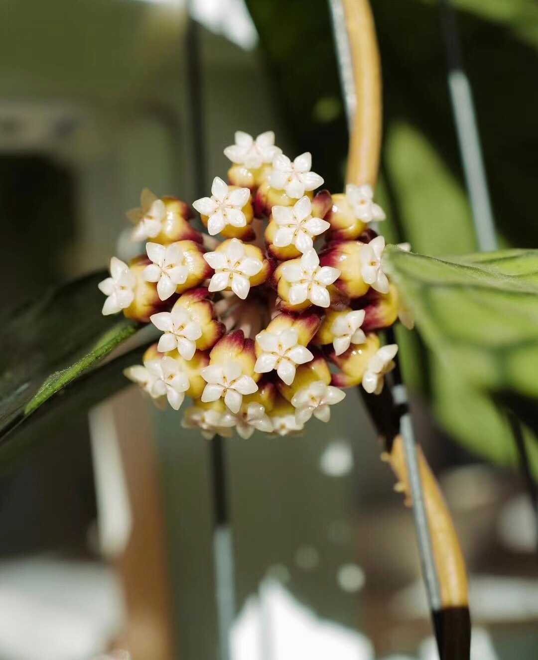 淡味球兰美叶球兰 hoya callistophylla室内精选盆栽绿植花卉-图0