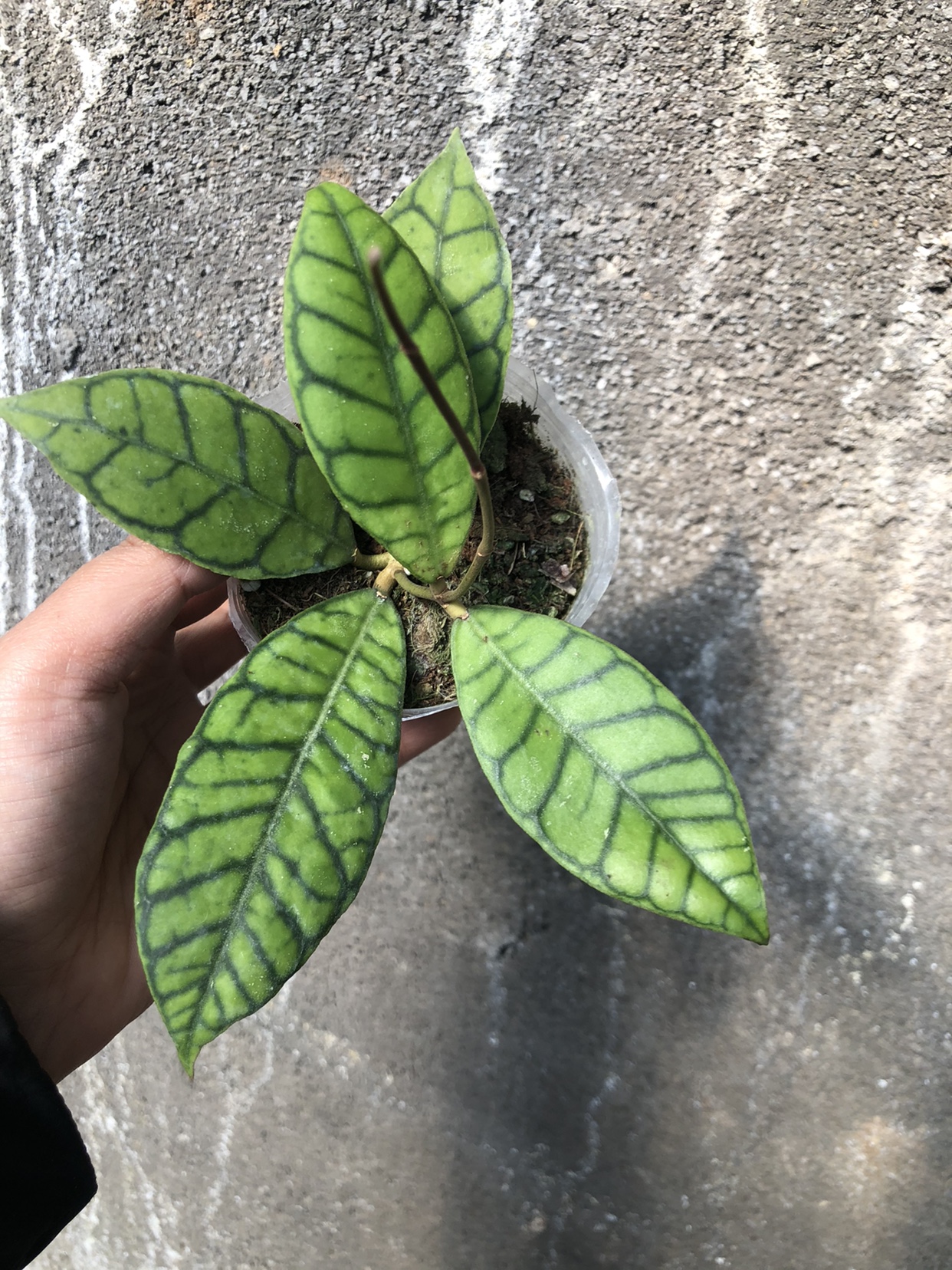 淡味球兰美叶球兰 hoya callistophylla室内精选盆栽绿植花卉-图1