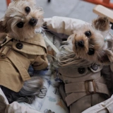 Одежда для кошек и собак, ветровка в британском стиле, красивое и милое шнауцерское йоркширское пальто, маленькая собака Кокер