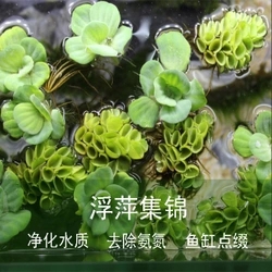 浮萍水草古法养鱼原生缸养龟植物净化水质圆心一叶莲水芙蓉烟花-图1