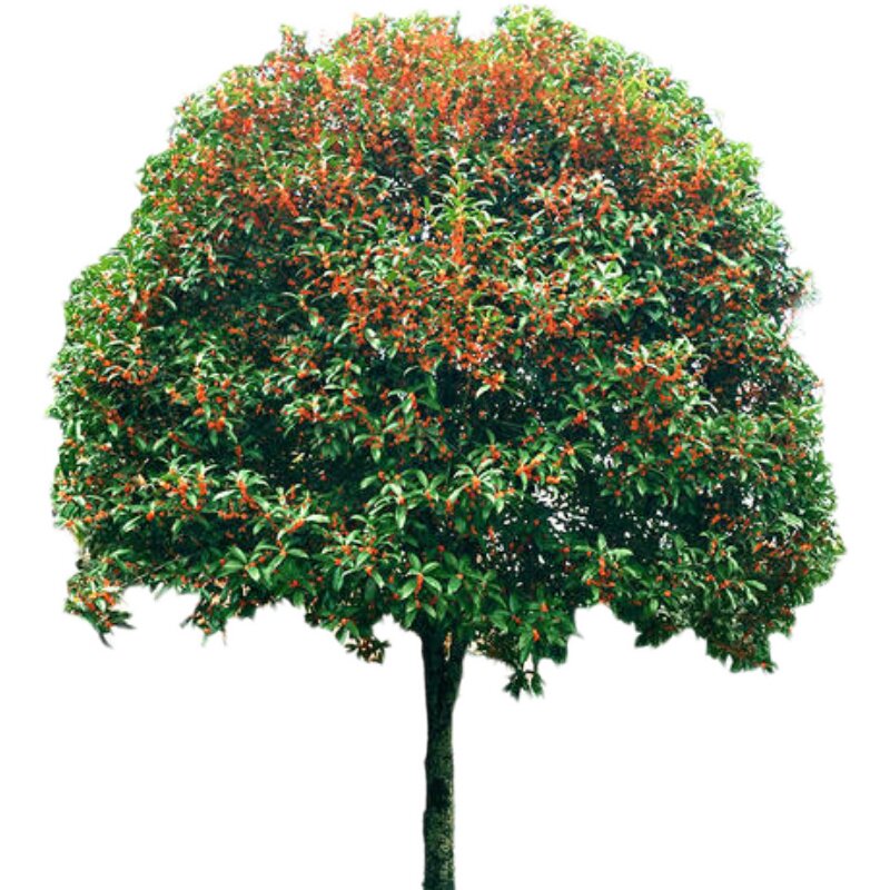 丹桂红桂花状元红朱砂金桂四季桂桂花树苗大树庭院盆栽征地桂花树