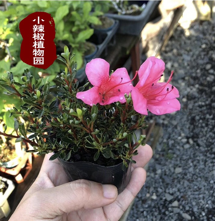 早乙女小町杜娟姬杜鹃花小叶绿植盆栽微型掌上盆景小老桩素材苗,淘宝优惠券,粉丝福利购,淘宝优惠卷