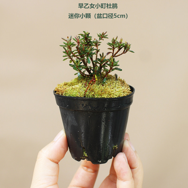早乙女小町杜娟姬杜鹃花小叶绿植盆栽微型掌上盆景小老桩素材苗,淘宝优惠券,粉丝福利购,淘宝优惠卷